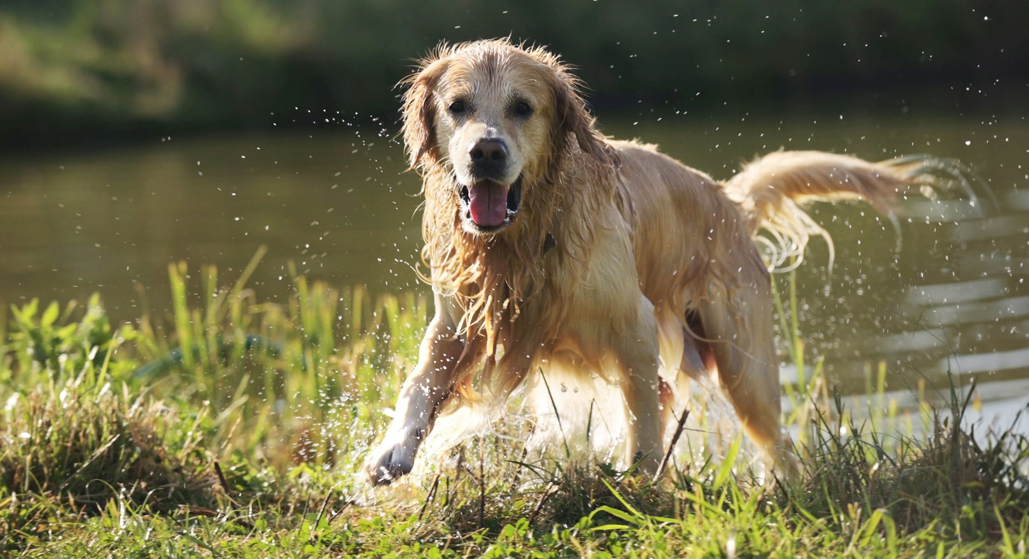 Golden retriever dog swimming in river