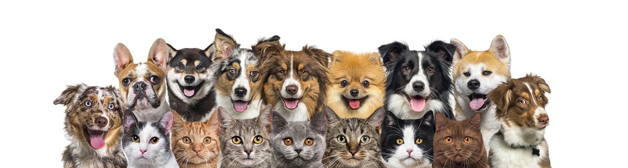 Large group of cats and dogs looking at the camera, banner isolated on white