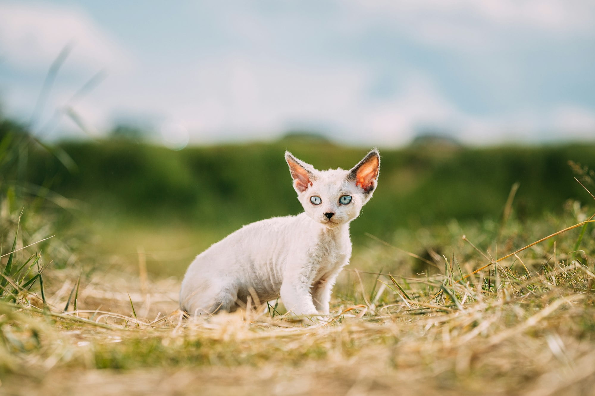 Sweet Devon Rex Cat Funny Curious Young White Devon Rex Kitten In Grass. Short-haired Cat Of English