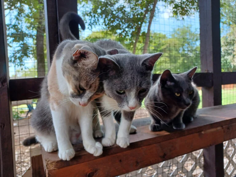 Tres Gatos Amigos