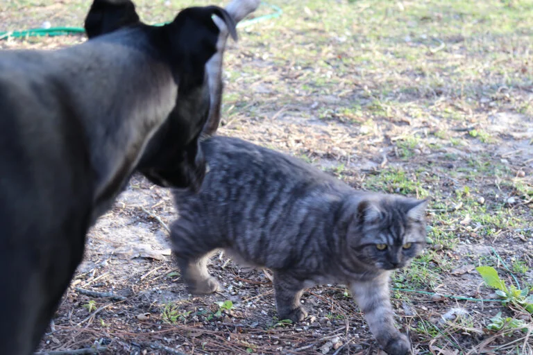 Bella & Poppy