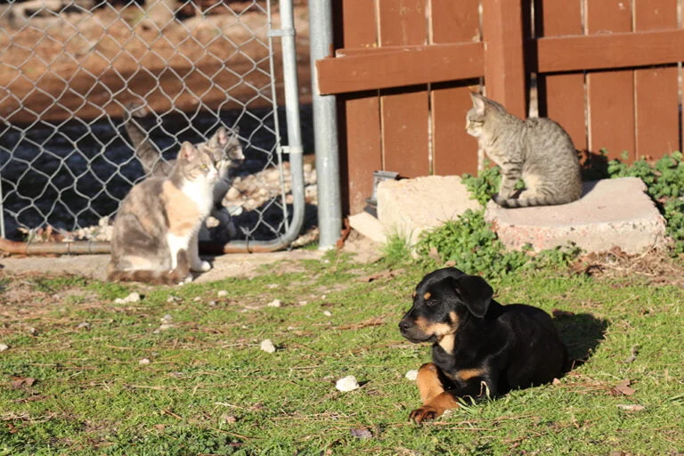 Lazy Days at Rancho Kitty