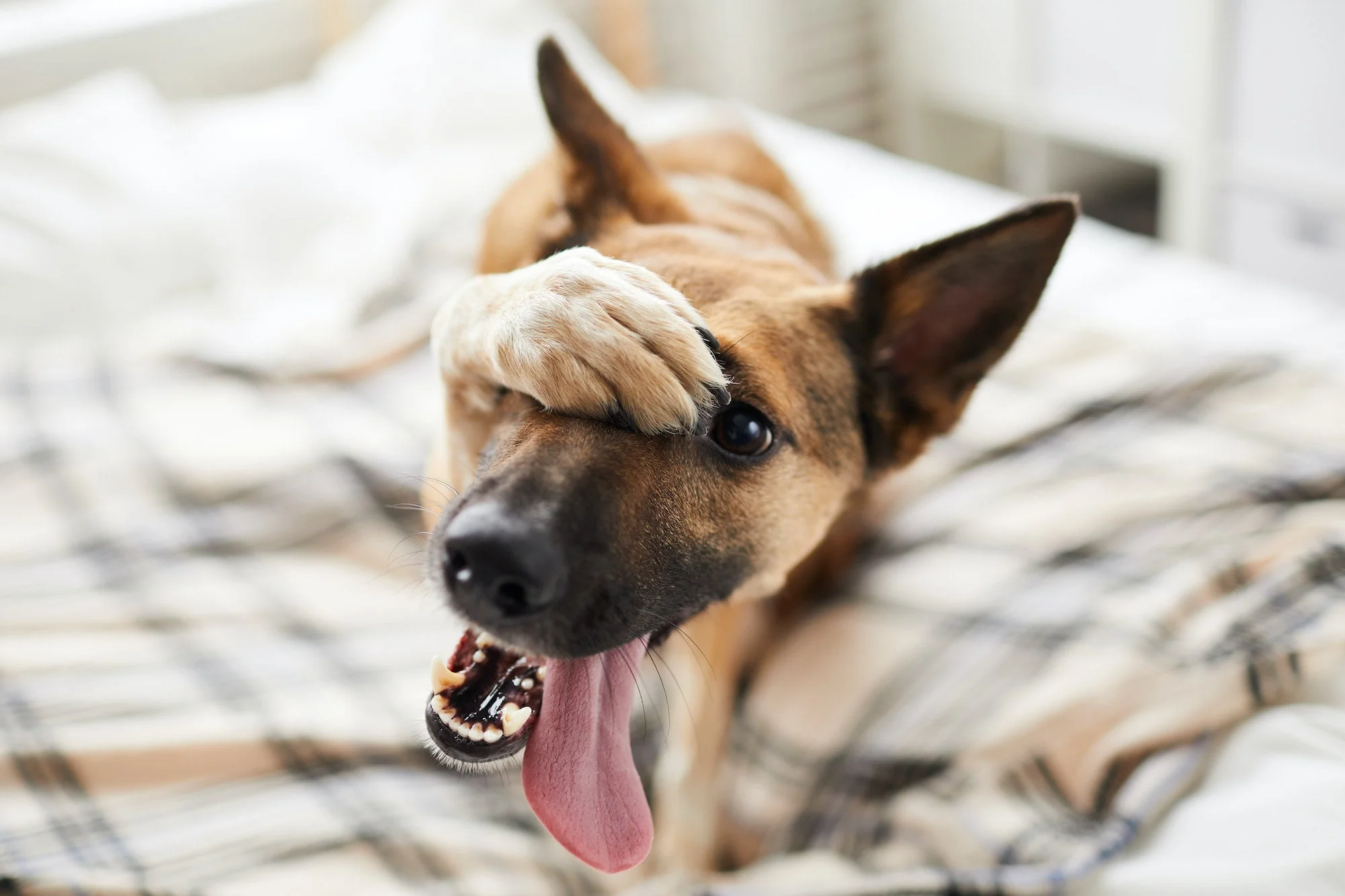 Dog