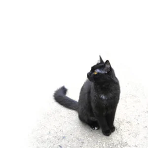 Black cat sitting on the pavement