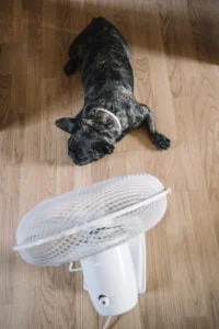 French bulldog dog in front of an air fan.